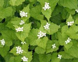 Picture of Garlic Mustard plant